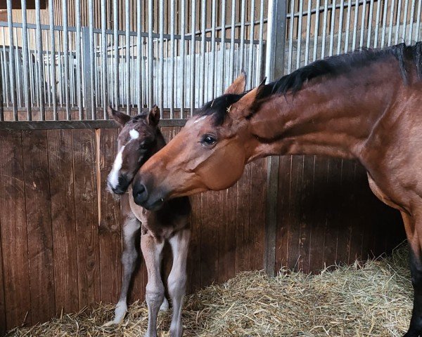 foal by Darcapo BB (Holsteiner, 2024, from Darco)