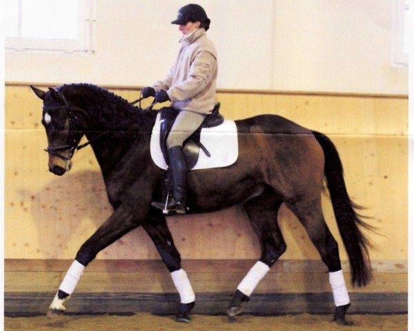 Pferd Verus 2 (Trakehner, 2003, von Le Tigre AA)