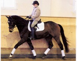 horse Verus 2 (Trakehner, 2003, from Le Tigre AA)