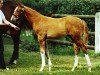 Pferd Velasco 5 (Trakehner, 2004, von Le Tigre AA)