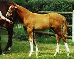 horse Velasco 5 (Trakehner, 2004, from Le Tigre AA)