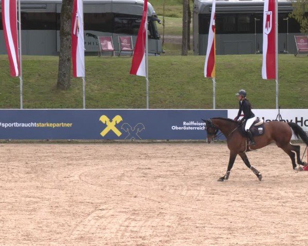 FEI Springturnier Stadl Paura 2024