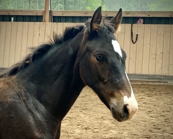 dressage horse True Hope (Zweibrücken, 2021, from Total Hope OLD)