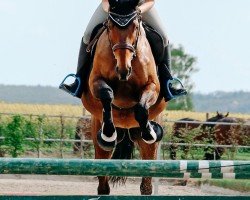 dressage horse Danciella 6 (Hanoverian, 2013, from Dancier)