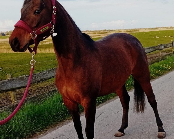 horse Cookie (German Riding Pony,  , from El Sharin)