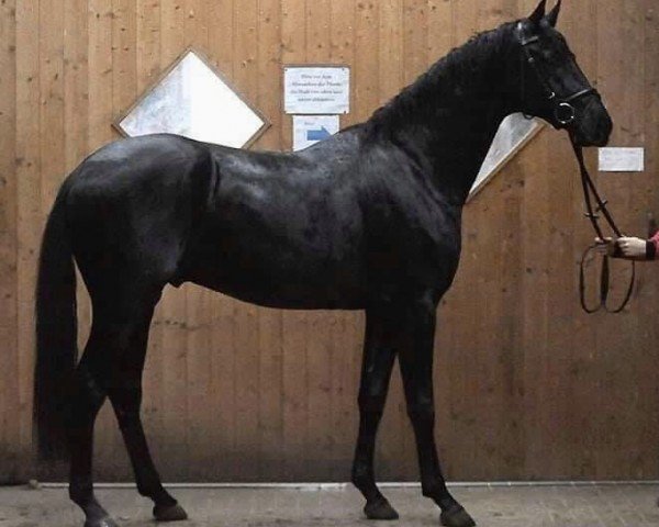 dressage horse Finello (Hanoverian, 2017, from Franklin)