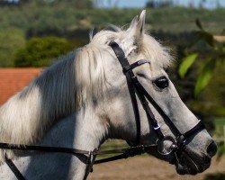 Dressurpferd Dunja (Deutsches Reitpony, 1996)