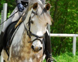 dressage horse Mark 50 (Pony without race description, 2000, from Marwin)