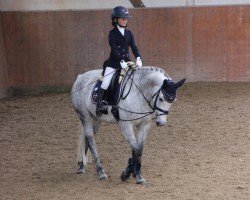 dressage horse Nala H (Connemara Pony, 2016, from Shadow's Dun)