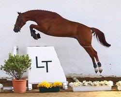 jumper Tatabra Unico (Argentinian horse, 2008, from Quintender 3)