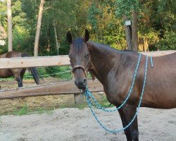 Pferd Kings Gentle Tivio (Quarter Horse, 2008, von Hollywood Easter 086)