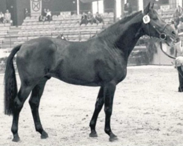 horse Ladalco (Holsteiner, 1977, from Ladykiller xx)
