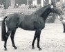 stallion Ladalco (Holsteiner, 1977, from Ladykiller xx)