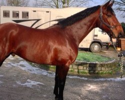 jumper Amiro de Dibru Z (Zangersheide riding horse, 2009, from Airport)