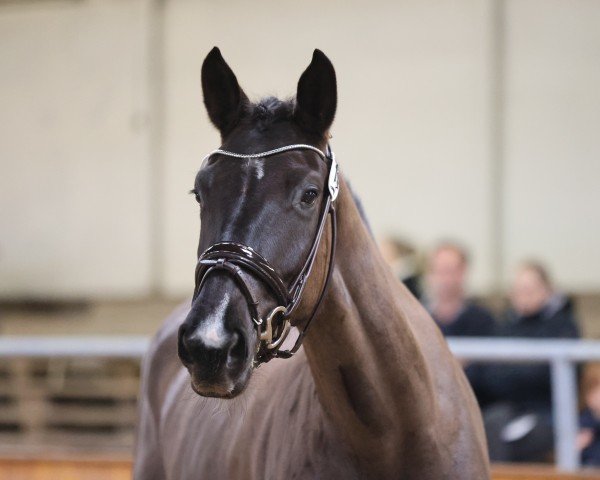 jumper Candy von Holten (Hanoverian, 2020, from Camp Nou)