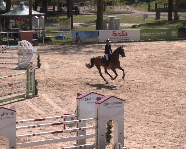 FEI Springturnier Stadl Paura 2024