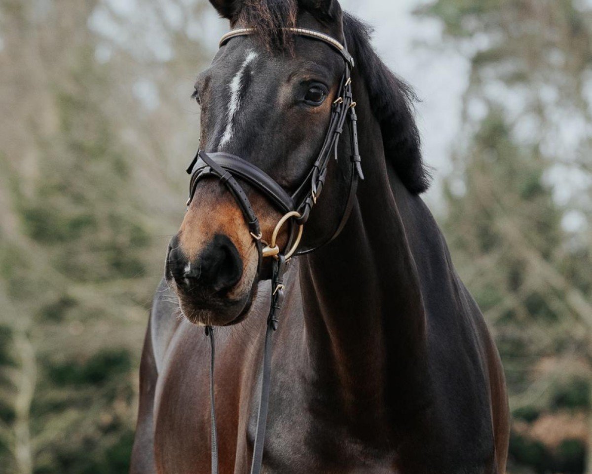 jumper Violetta Cd (Hanoverian, 2016, from Viscount 22)