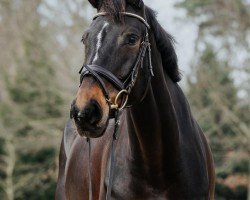 jumper Violetta Cd (Hanoverian, 2016, from Viscount 22)