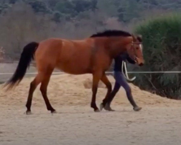 Pferd Gaia Louvo AA (Anglo-Araber, 2016, von Karesi ox)