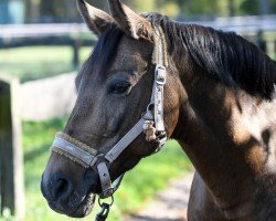 broodmare Tamara 294 (German Riding Pony, 2001, from Pan Tau)