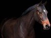 dressage horse Fräulein Frida Von Finest (Hanoverian, 2015, from Finest)