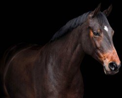 dressage horse Fräulein Frida Von Finest (Hanoverian, 2015, from Finest)