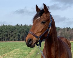 Pferd Gaz Max (Französischer Traber, 2016, von Lutin d'Isigny (FR))