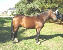 Deckhengst Baurisheen King (Connemara-Pony, 1989, von King's Ransom)