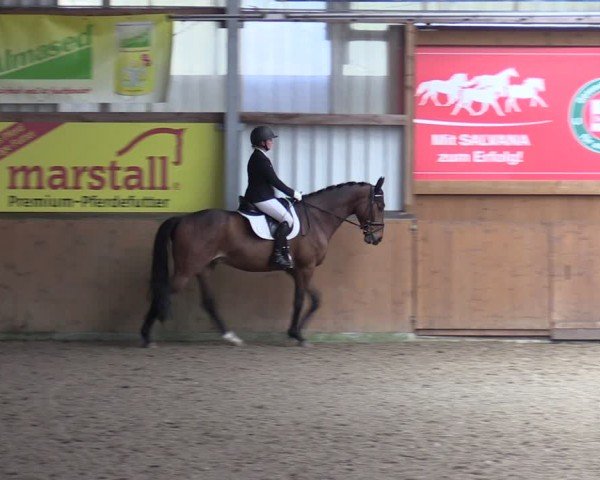 Reitturnier Schlieckau 2024