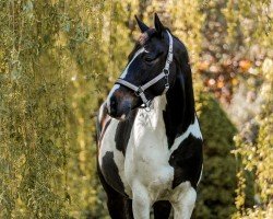 Springpferd Chaccomo (Westfale, 2013, von Crazy Horse)