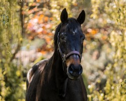 broodmare Belle Amie (Hanoverian, 1994, from Buenos Aires)