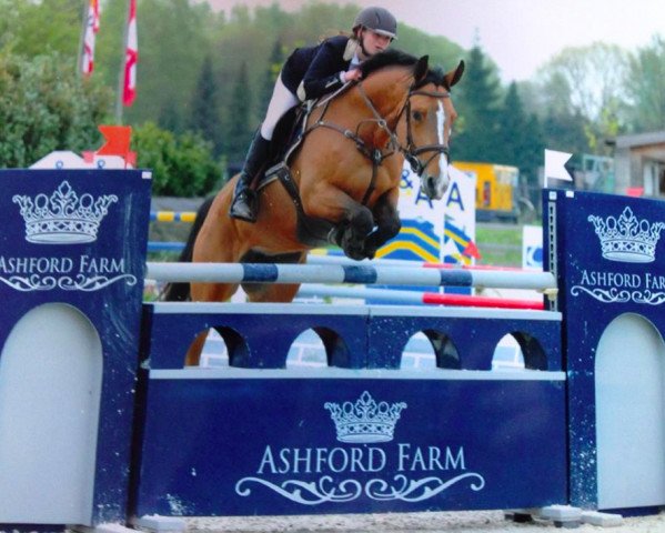 Zuchtstute Himalaya Vh Daalhof (Belgisches Warmblut, 2007, von Dulf van den Bisschop)