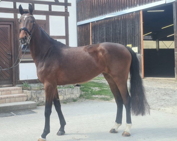 broodmare Diva de Luxe (Oldenburg, 2017, from Tannenhof's Fahrenheit)