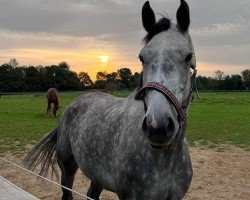 dressage horse Quality Girl 12 (Holsteiner, 2018, from Quantensprung 3)