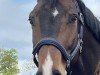 dressage horse El Santo L (Hanoverian, 2019, from Escamillo)