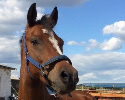 dressage horse Noel 80 (German Riding Pony, 2010, from Wengelo's Nelson)