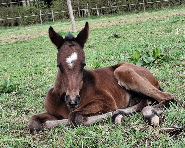 foal by Eclipse T.D. (Oldenburg, 2024, from Escaneno)