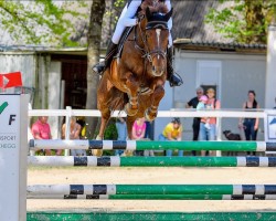 Springpferd Myron WE CH (Schweizer Warmblut, 2018, von Romando de L'Abbaye)