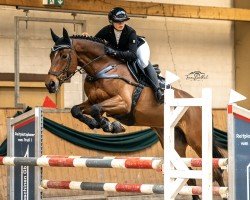 jumper Ietsie Pietsie (KWPN (Royal Dutch Sporthorse), 2013, from Eldorado vd Zeshoek Tn)