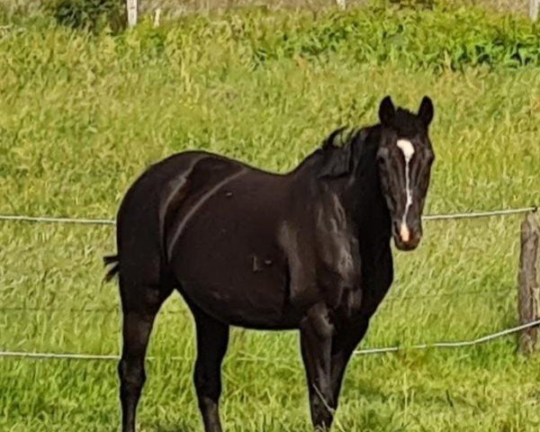 broodmare TESSA (Oldenburg, 2000, from Duntroon)