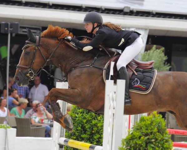 Pferd Queiro de Virton (Selle Français, 2004, von Kashmir van't Schuttershof)