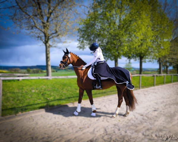 dressage horse Questina G (Hanoverian, 2013, from Quaterhall)