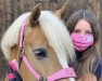 dressage horse Amy 297 (Haflinger, 2009)