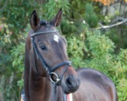 broodmare Zaubermelodie III (Trakehner, 2003, from Tambour)