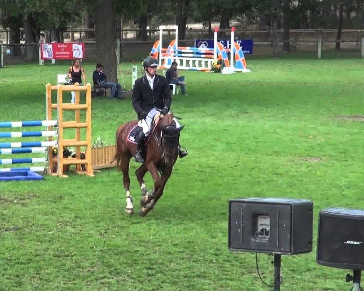 stallion Un de Plus du Clocher (Selle Français, 2008, from Calvaro Z)