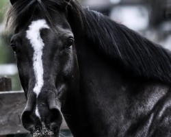 horse Chin Forever Z (Zangersheide riding horse, 2006, from Chin Chin)