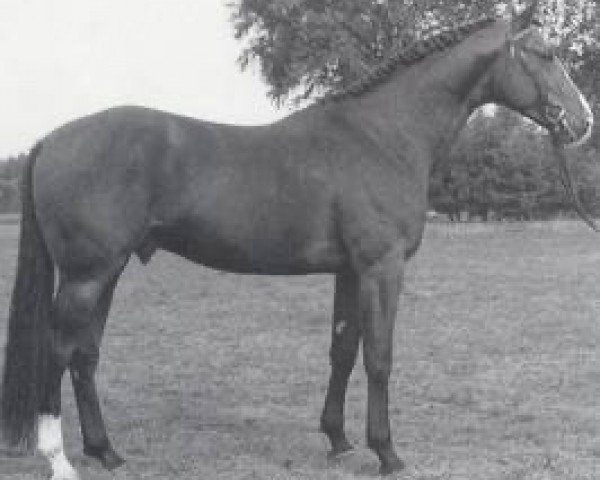 stallion Warstein (Hanoverian, 1983, from Weltmeister)