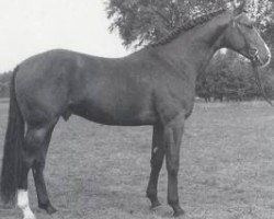 stallion Warstein (Hanoverian, 1983, from Weltmeister)