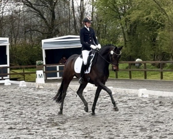 dressage horse Kabayo's Donna Roma (Oldenburg, 2020, from Fürst Samarant)