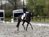 dressage horse Kabayo's Donna Roma (Oldenburg, 2020, from Fürst Samarant)